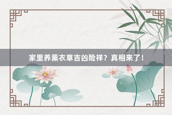 家里养薰衣草吉凶险祥？真相来了！