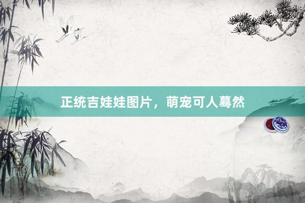 正统吉娃娃图片，萌宠可人蓦然